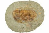 Cambrian Trilobite (Hamatolenus) - Tinjdad, Morocco #229608-1